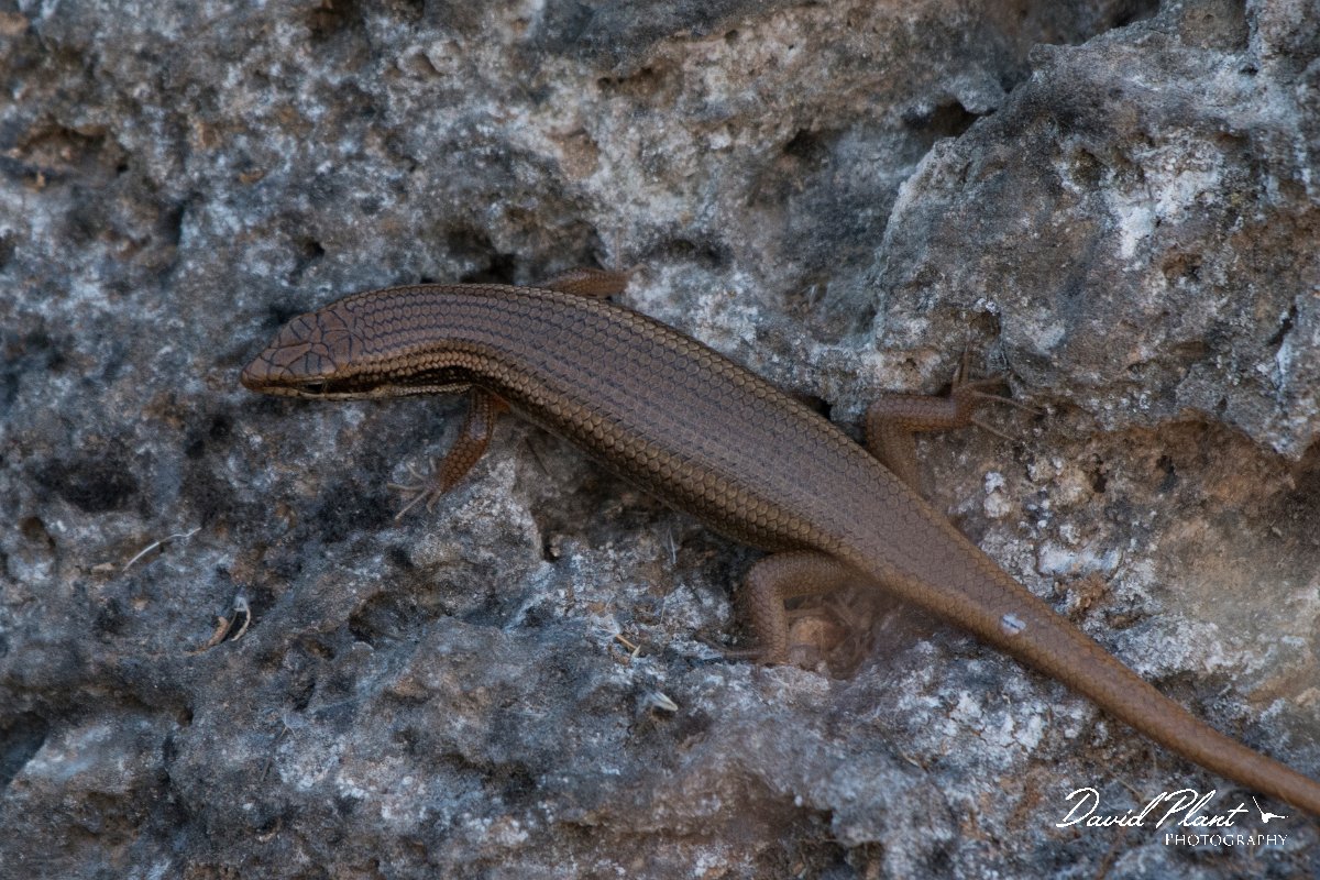 DPPhotography - Oman - Trachylepis tessellata - A.jpg - Tessellated skink, Trachylepis tessellata - Ayn Sahnawt, Oman