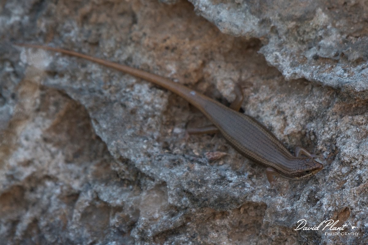 DPPhotography - Oman - Trachylepis tessellata - B.jpg - Tessellated skink, Trachylepis tessellata - Ayn Sahnawt, Oman