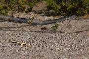 DPPhotography - Oman - Acanthodactylus boskianus - A
