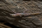 DPPhotography - Oman - Asaccus platyrhynchus - A