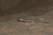 DPPhotography - Oman - Asaccus platyrhynchus - B
