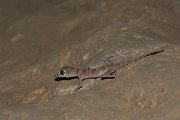 DPPhotography - Oman - Asaccus platyrhynchus - C