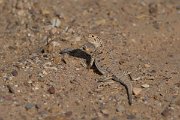 DPPhotography - Oman - Phrynocephalus arabicus - A