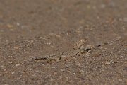 DPPhotography - Oman - Phrynocephalus arabicus - B
