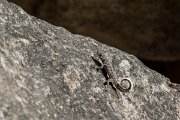 DPPhotography - Oman - Pristurus minimus - A