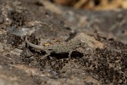 DPPhotography - Oman - Pristurus rupestris - A