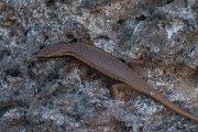 DPPhotography - Oman - Trachylepis tessellata - A