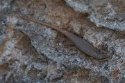 DPPhotography - Oman - Trachylepis tessellata - B