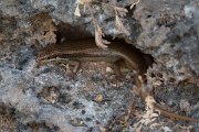 DPPhotography - Oman - Trachylepis tessellata - C