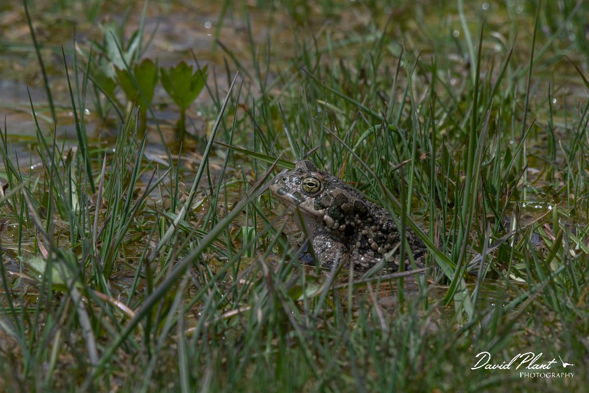 DPPhotography - Turkey - Green toad - A.jpg - Green toad - Cimikoy Plateau,  Antalya, Turkey