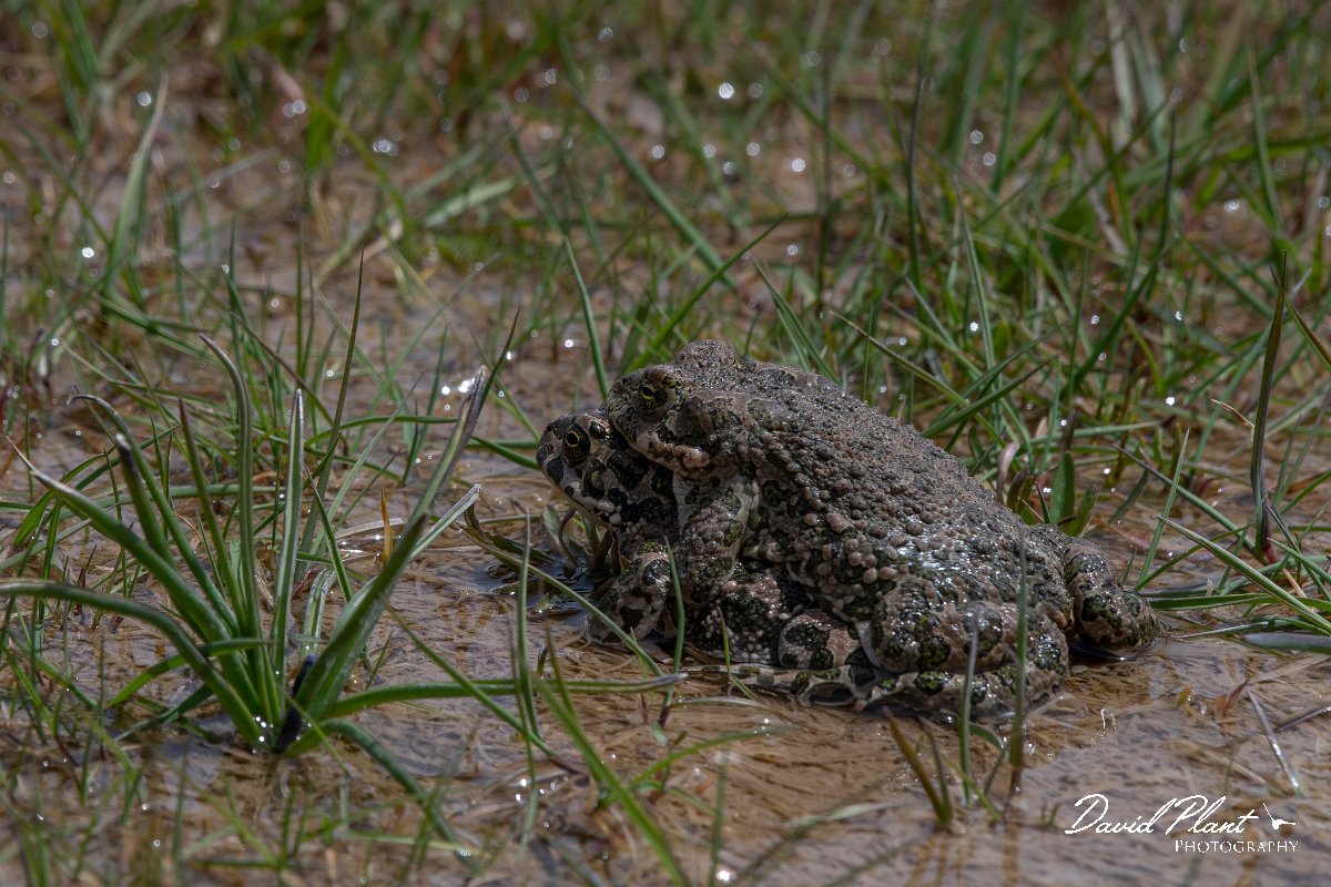 DPPhotography - Turkey - Green toad - B.jpg - Green toad mating - Cimikoy Plateau,  Antalya, Turkey
