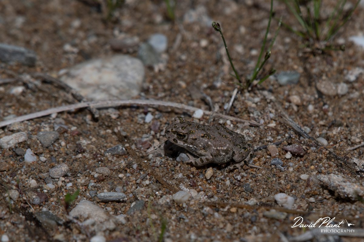 DPPhotography - Turkey - Green toad - C.jpg - Green toad juvenile - Land East of Manavgat River, Antalya, Turkey