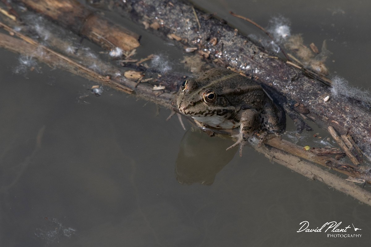DPPhotography - Turkey - Levant water frog - A.jpg - Levant water frog - Koprucay River, Antalya, Turkey