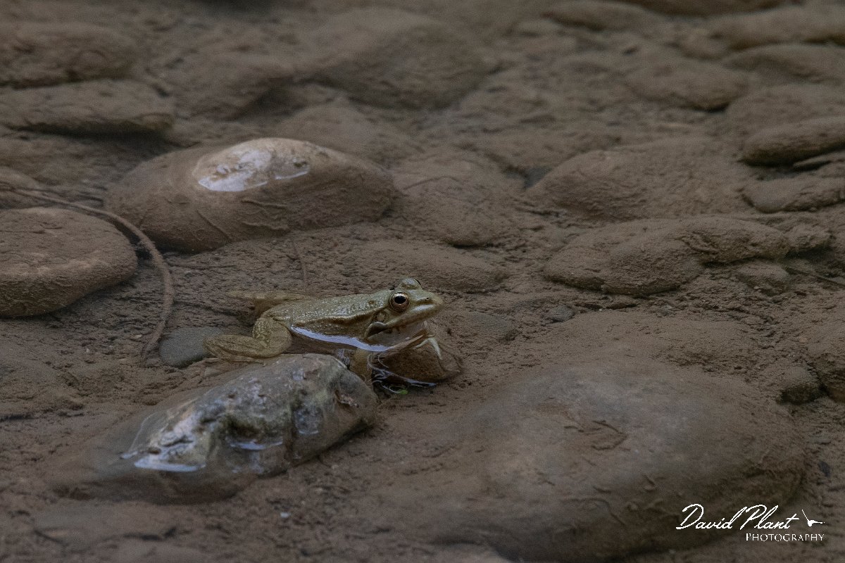 DPPhotography - Turkey - Levant water frog - B.jpg - Levant water frog - Oymapinar Reservoir, Antalya, Turkey