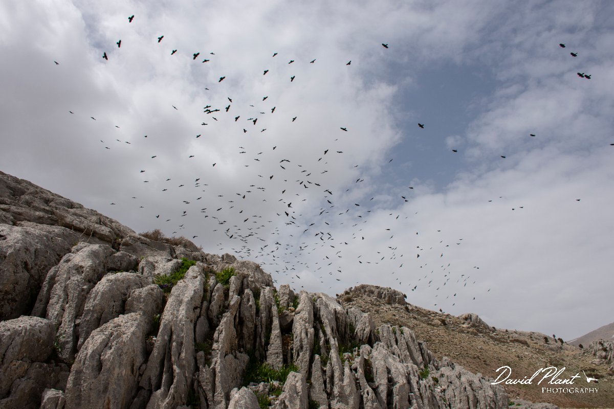 DPPhotography - Turkey - Alpine chough - A.jpg - Alpine chough large flock - Cimikoy Plateau, Antalya, Turkey