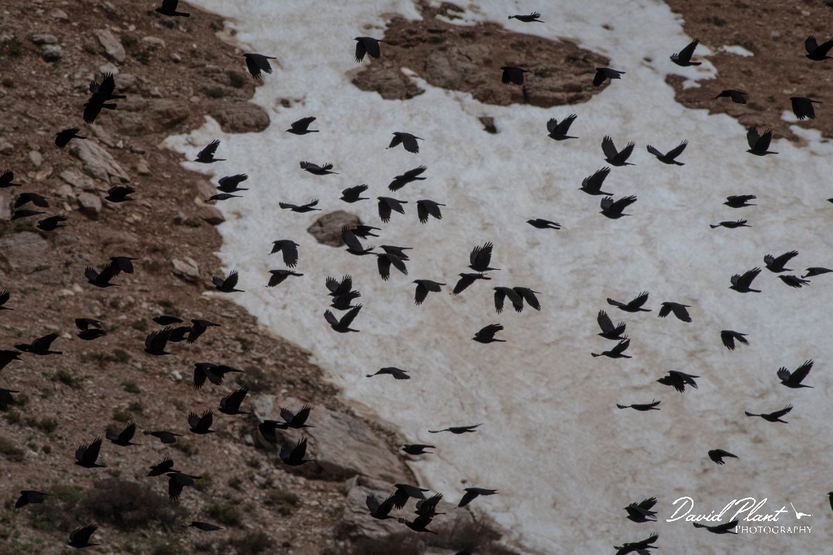 DPPhotography - Turkey - Alpine chough - B.jpg - Alpine chough - Cimikoy Plateau, Antalya, Turkey