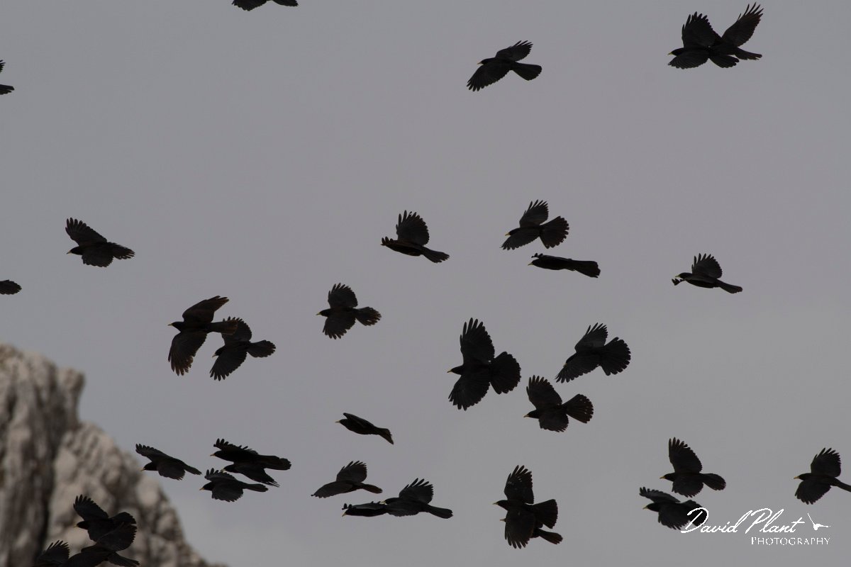 DPPhotography - Turkey - Alpine chough - C.jpg - Alpine chough - Cimikoy Plateau, Antalya, Turkey