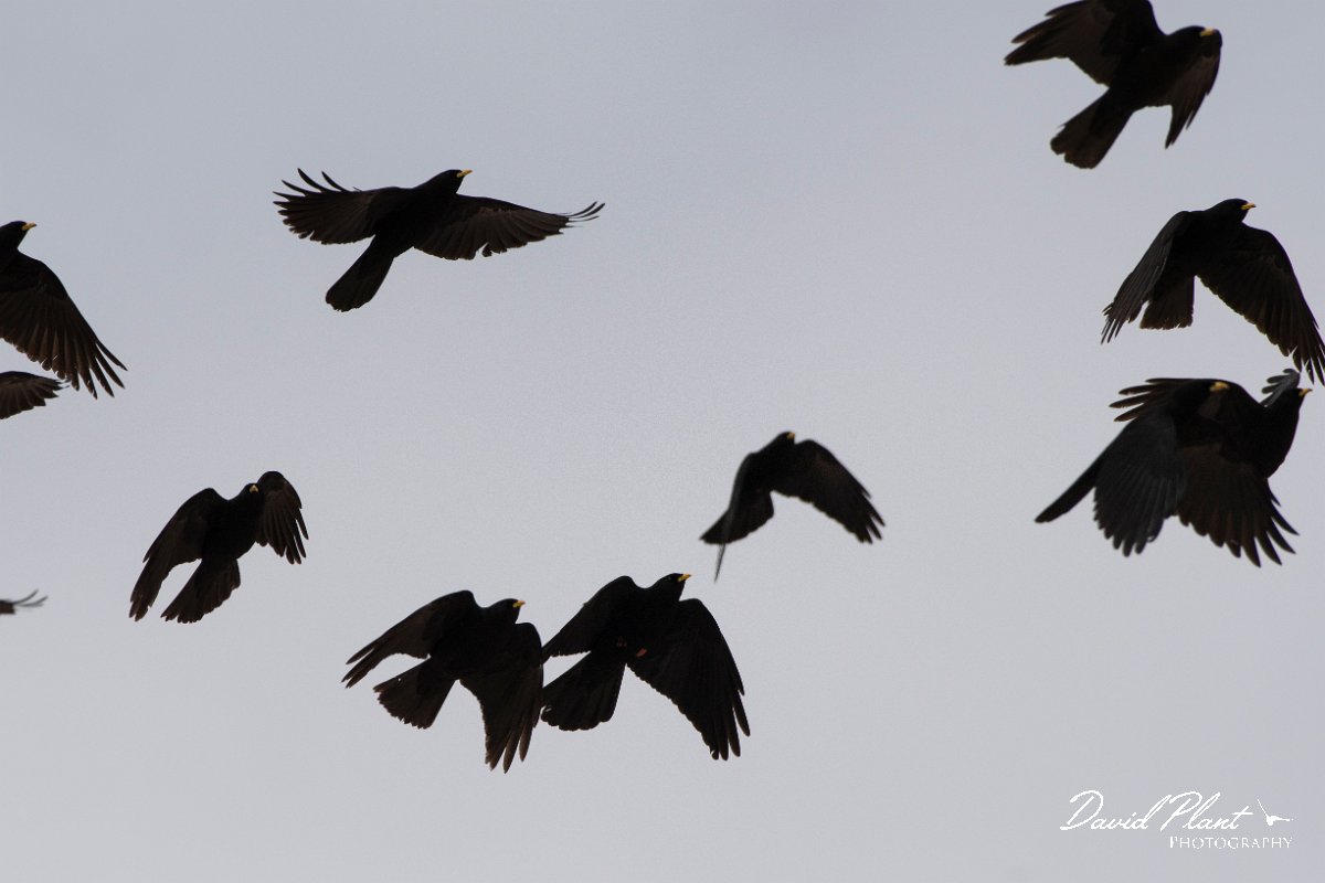 DPPhotography - Turkey - Alpine chough - E.jpg - Alpine chough - Cimikoy Plateau, Antalya, Turkey