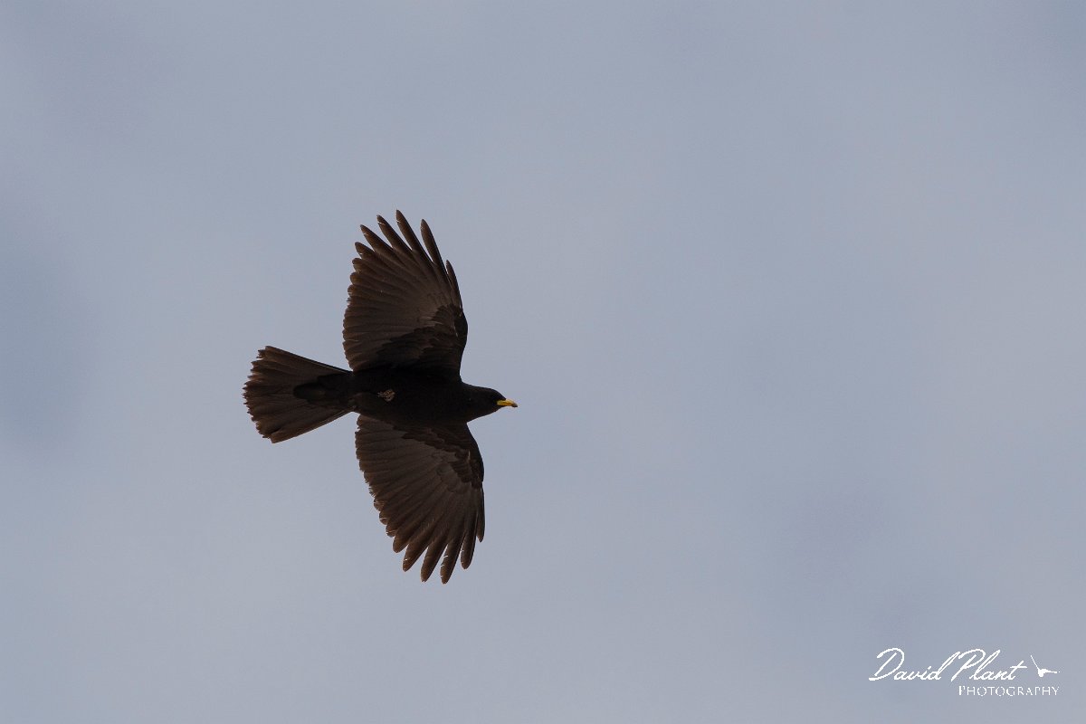 DPPhotography - Turkey - Alpine chough - F.jpg - Alpine chough - Cimikoy Plateau, Antalya, Turkey