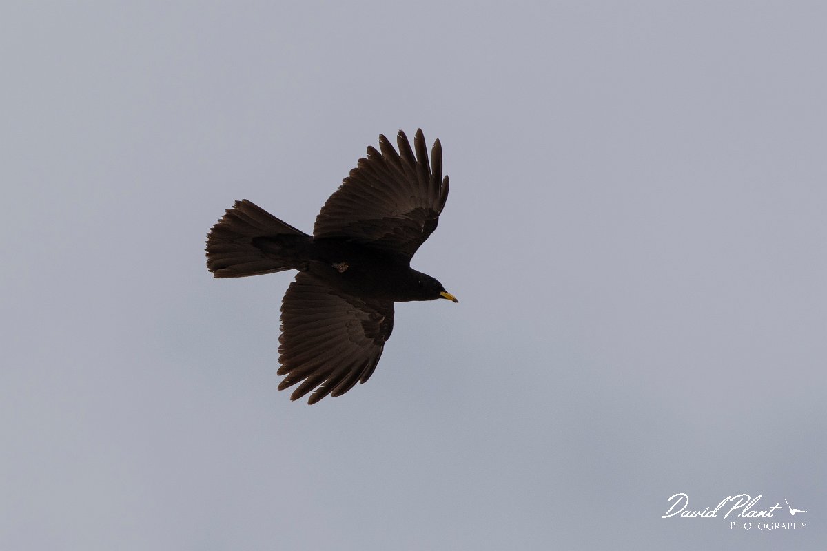 DPPhotography - Turkey - Alpine chough - G.jpg - Alpine chough - Cimikoy Plateau, Antalya, Turkey