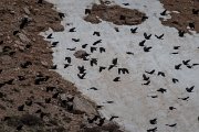 DPPhotography - Turkey - Alpine chough - B