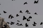 DPPhotography - Turkey - Alpine chough - C
