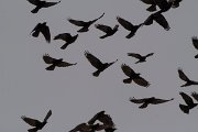 DPPhotography - Turkey - Alpine chough - D