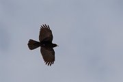 DPPhotography - Turkey - Alpine chough - F