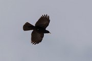 DPPhotography - Turkey - Alpine chough - G