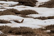DPPhotography - Turkey - Asian crimson-winged finch - D