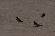 DPPhotography - Turkey - Barn swallow - A