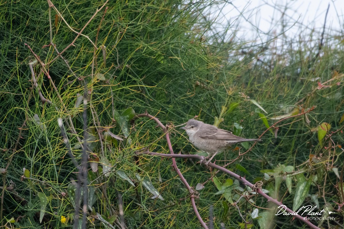 DPPhotography - Turkey - Barred warbler - C.jpg - Barred warbler - Side ruins, Antalya, Turkey