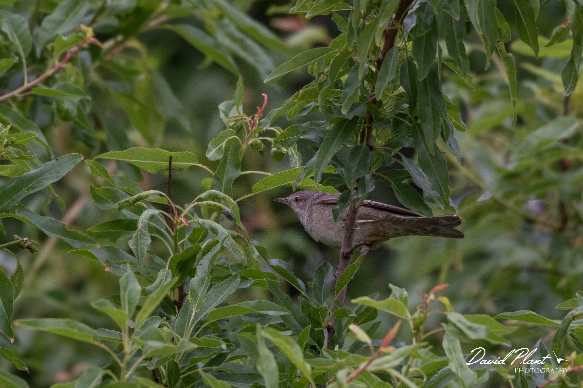 DPPhotography - Turkey - Barred warbler - D.jpg - Barred warbler - Side ruins, Antalya, Turkey