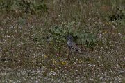 DPPhotography - Turkey - Barred warbler - A