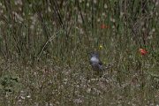 DPPhotography - Turkey - Barred warbler - B