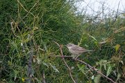 DPPhotography - Turkey - Barred warbler - C