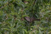 DPPhotography - Turkey - Barred warbler - D