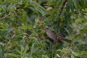 DPPhotography - Turkey - Barred warbler - E