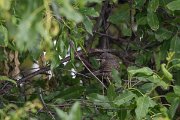 DPPhotography - Turkey - Barred warbler - F