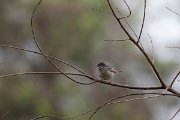 DPPhotography - Turkey - Barred warbler - G
