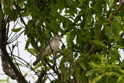 DPPhotography - Turkey - Barred warbler - H