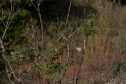 DPPhotography - Turkey - Barred warbler - I