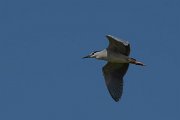 DPPhotography - Turkey - Black-crowned night-heron - A