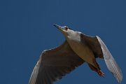 DPPhotography - Turkey - Black-crowned night-heron - C