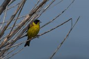 DPPhotography - Turkey - Black-headed bunting - A