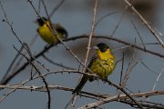 DPPhotography - Turkey - Black-headed bunting - B