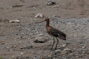 DPPhotography - Turkey - Black-tailed godwit - B