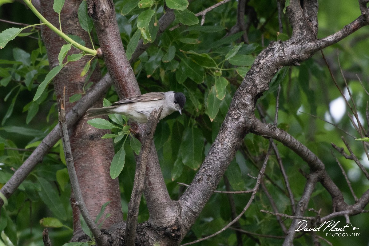 DPPhotography - Turkey - Blackcap - C.jpg - Blackcap male - Side ruins, Antalya, Turkey