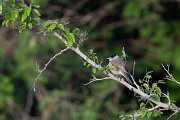 DPPhotography - Turkey - Blackcap - A