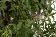 DPPhotography - Turkey - Blackcap - B